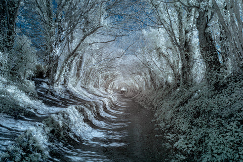 The Halnaker Tree Tunnel