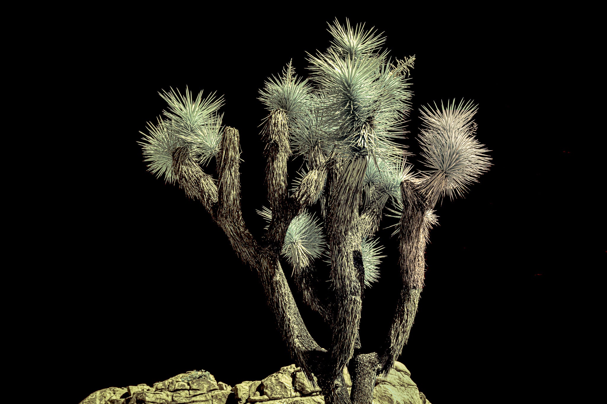 Joshua Tree