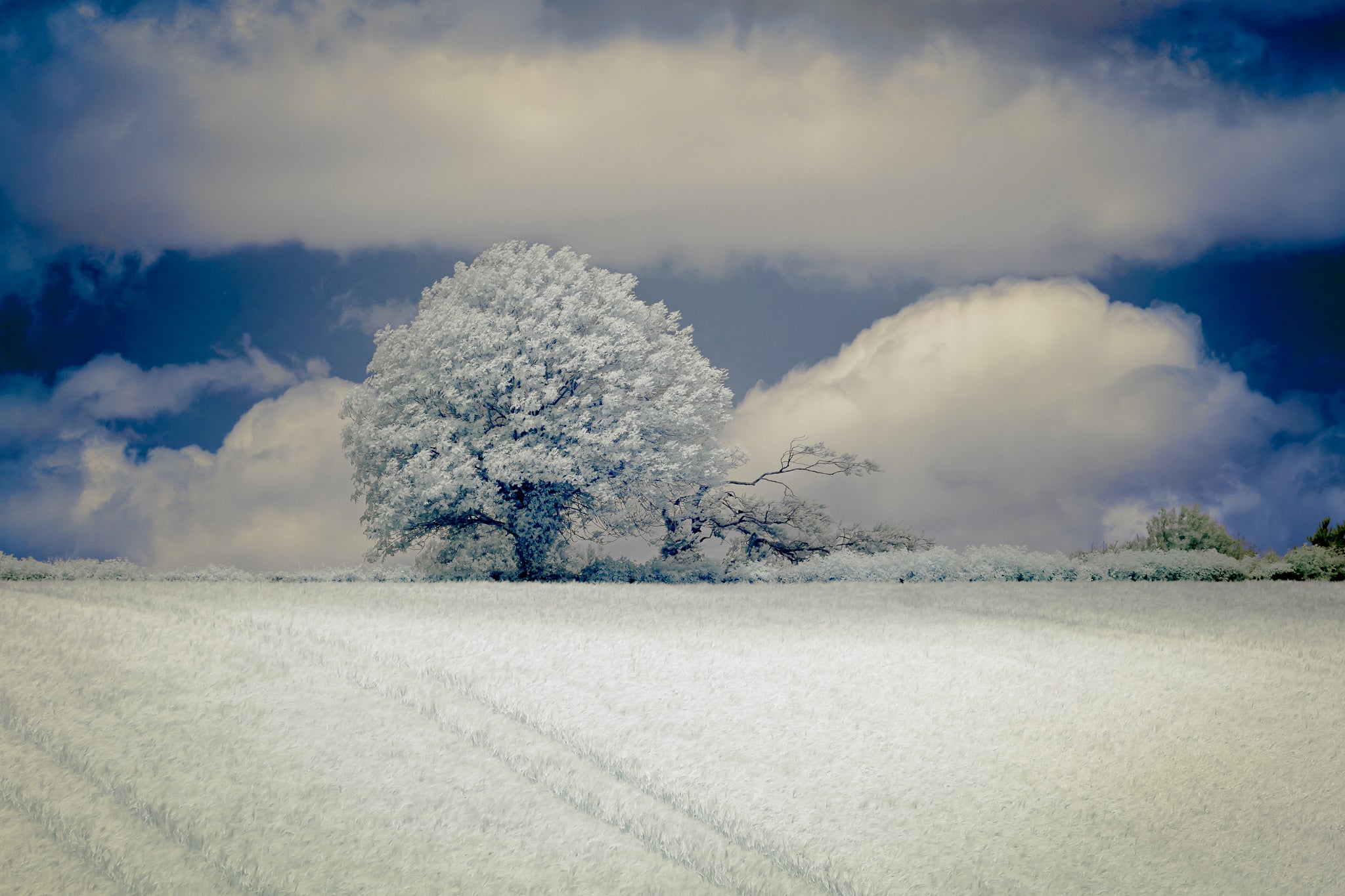 Tree & Cloud