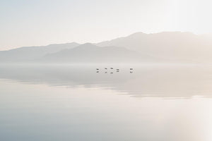 Pelicans over the Salton Sea