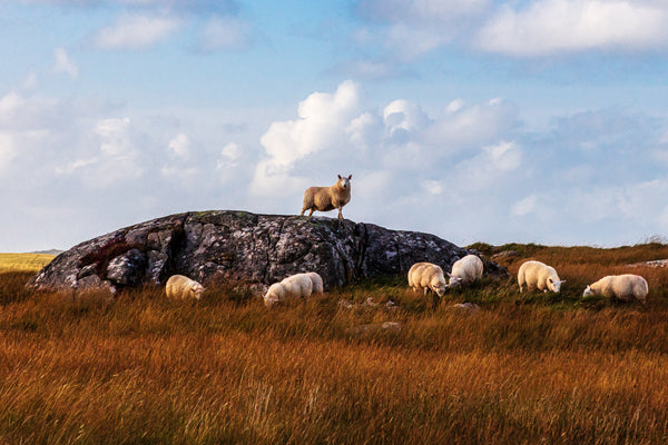 Queen of the Hill