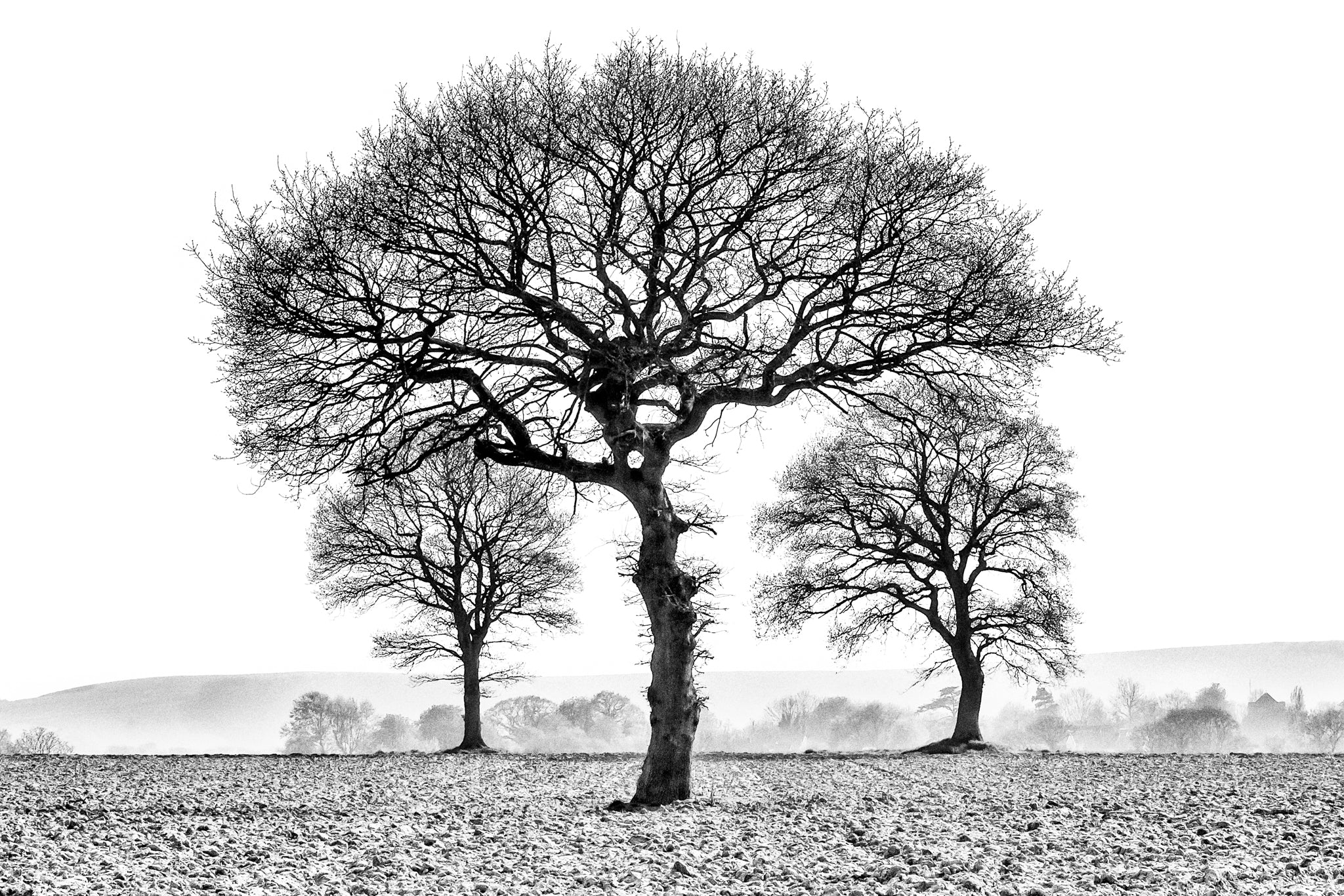 Three Trees