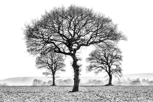 Three Trees